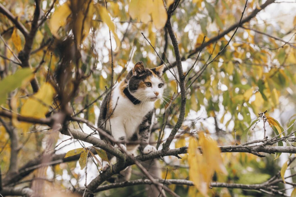 木の枝の上でくつろぐ猫に装着されたTractiveペット用GPSトラッカー