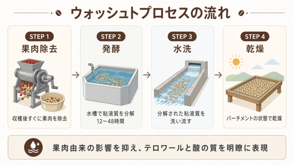 果肉除去、発酵、水洗、乾燥からなるウォッシュトプロセスの流れを示した図
