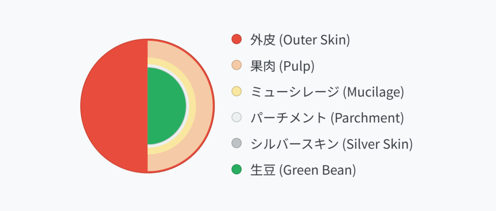 コーヒーチェリーの構造図