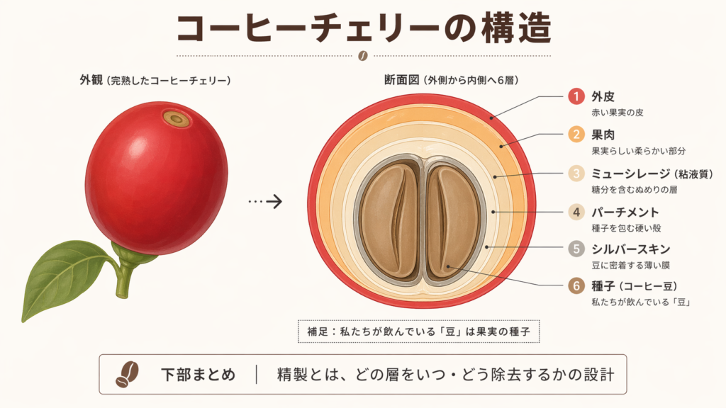 コーヒーチェリーの断面構造と、外皮・果肉・粘液質・パーチメント・種子の位置を示した図