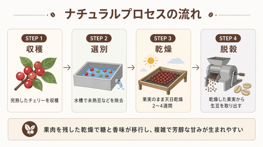 収穫から天日乾燥、脱穀までのナチュラルプロセスの工程を4段階で示した図
