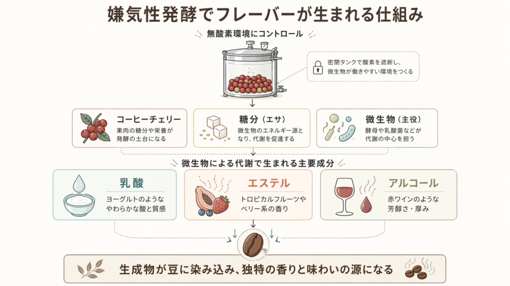 無酸素環境で酵母や乳酸菌が糖を代謝し、乳酸やエステル、アルコールを生んで風味が形成される仕組みを示した図