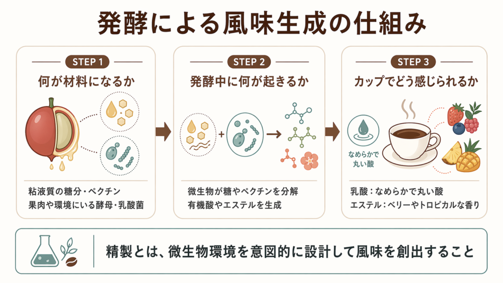 粘液質の糖分と微生物が発酵で有機酸やエステルを作り、風味につながる仕組みを示した図