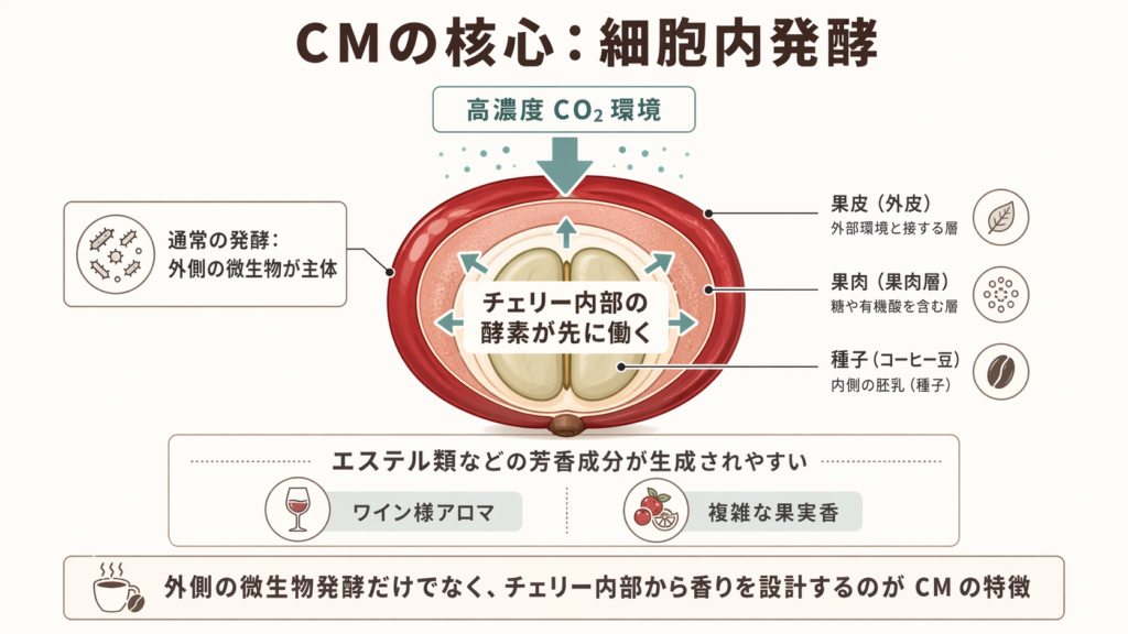高濃度 CO₂ 環境でチェリー内部の酵素が先に働く細胞内発酵の考え方を示した図
