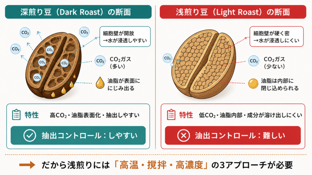 深煎り豆の開放した細胞壁と浅煎り豆の硬く密な細胞壁の断面構造を比較し、浅煎り抽出が難しい物理的理由を示した図